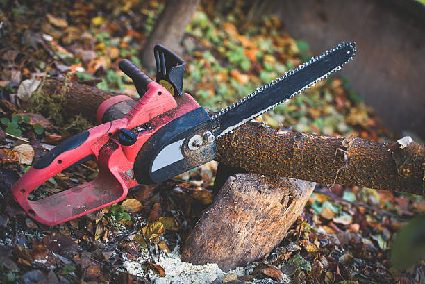 How Our Tree Care Process Works  in  Thomasboro, IL