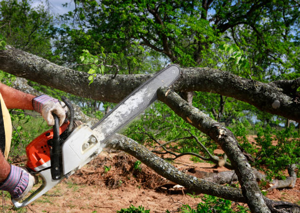 Thomasboro, IL Tree Care Company